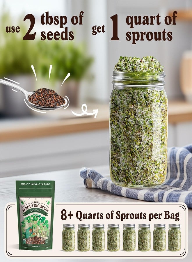 Seedboy Organic Non-GMO Broccoli Seeds for Sprouting - USA Grown Microgreens Sprouting Seeds - 8 oz Bag Makes 8 Quarts / 24 Servings (Di Cicco Broccoli) - Image 2